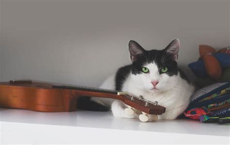 What Music Do Cats Like? And Why Do They Prefer Beethoven Over Breakfast?